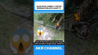 KING COBRA 7 METER DI KEBUN KELAPA SAWIT😱 [upl. by Yttig391]