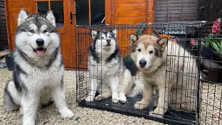 The BEST Dog Crate Ever Big Dogs Love Small Spaces [upl. by Coy]