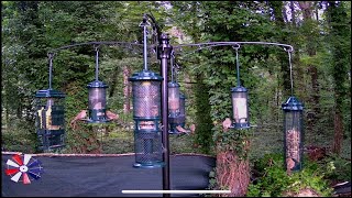 LIVE  Birds Baths amp Beyond Bird Watching amp Chorus Nature Wildlife Water amp Wind Chimes [upl. by Luana995]