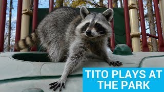 Tito The Raccoon Plays at the Park [upl. by Llien674]