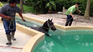 Caballo en piscina [upl. by Repinuj557]