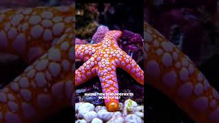 Amazing World of Starfish [upl. by Bernardo420]