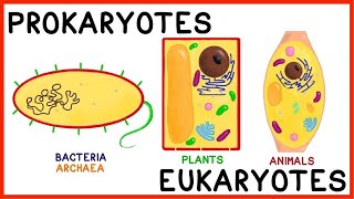 Prokaryotes and Eukaryotes Compare and Contrast [upl. by Ealasaid879]