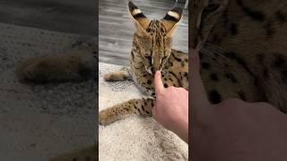 Serval Cat Nose Boops serval cat shorts servals [upl. by Ahsats]