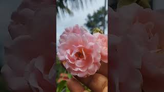 Bonica82 Rose  ബോണിക്ക 82 റോസ് ytshorts rose gardening thembragarden [upl. by Gujral800]