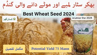 Wheat seed Bhakkar Star 2024 variety for Sowing  properties and benefits  Evyol group Kissan Ghar [upl. by Marguerie]