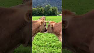 Cute COWS 🐄❤️🐄 farming [upl. by Ygief]