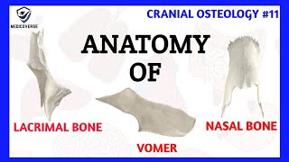 Lacrimal Bone Anatomy  Nasal Bone Anatomy  Vomer Bone Anatomy  Cranial Osteology 11 [upl. by Guillemette441]