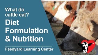 What Do Cattle Eat Diet Formulation amp Nutrition [upl. by Etiragram]