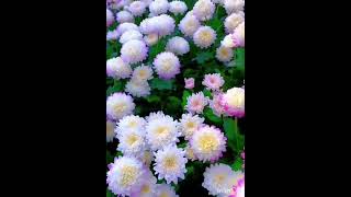 Maa garden lo unna flowers🌸🌺🌻🌹🌷🌼💐 mee garden lo unnaya cheppandi frds trending video [upl. by Aztiram]