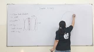 Human Kidney  Class 11 Biology [upl. by Gilberte559]