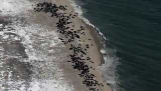 Monomoy Gray Seals Feb 28 2015 [upl. by Azmuh]