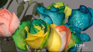 How to Make Rainbow Roses [upl. by Riplex]