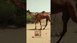 Witness the amazing animal transformation 💥short animalsofyoutube shorts [upl. by Alie]