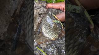 REHU GOLDEN FISH Villageadvanture FISH yt [upl. by Animar]