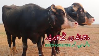 watch pure nili Ravi buffalo for sale in Punjab Pakistan on you tube Madian Animal TV [upl. by Enomaj]