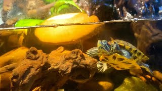 Paludarium Style setup for Red ear Slider Turtle turtle paludarium turtletank [upl. by Curkell]