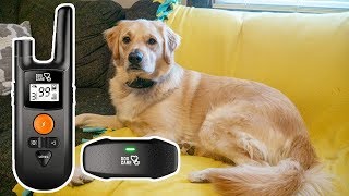 Dog Care Dog Shock Collar Review  Remote Dog Training Collar [upl. by Wain]