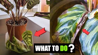 5 Reasons why your Peacock plant leaves curling [upl. by Etessil945]