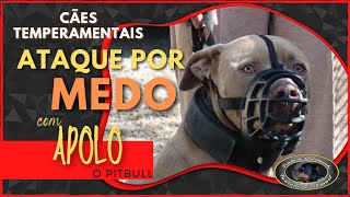 APOLO  Pitbull Agressivo  Chegada ao Canil  Parte 1 [upl. by Mallissa]