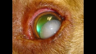 Common Conditions in Veterinary Ophthalmology [upl. by Cown]