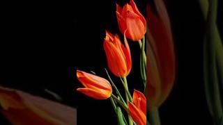 bollywood 8k ultra hd video songs hindi cinema shorts flowersongs redflowers [upl. by Ailisab524]