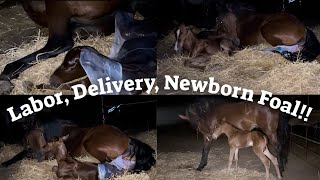 Horse Birth Mare’s Labor Foaling and Newborn Foal [upl. by Lehcir]