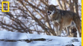 Les chiens de bergers des Carpates grands rivaux des loups affamés [upl. by Lebasiram]