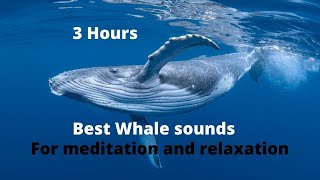 Whale sounds for relaxing meditation falling a sleep [upl. by Seibold]