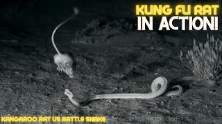 KUNG FU MOUSE evading SNAKE  NINJA RAT vs RATTLE SNAKE [upl. by Silloc]