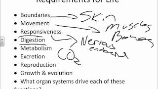 Chapter 1 Introduction to Anatomy and Physiologywmv [upl. by Cohlette]