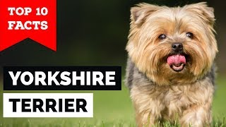 Yorkshire Terrier – Top 10 Facts Toy Dog [upl. by Fosque]