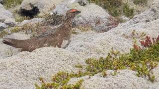 A Rock Ptarmigan in Iceland [upl. by Kared]