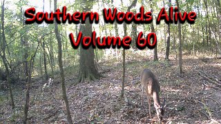 Southern Woods Alive Volume 60 [upl. by Okihcas]