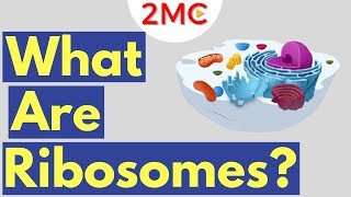 What are Ribosomes  Ribosome Function and Structure [upl. by Mile]