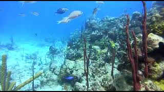 Barrera de corales para snorkel en punta cana [upl. by Auqenahc]