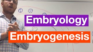 Embryogenesis  Embryology [upl. by Rust]