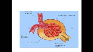 Renal system part 2 Structure of renal corpuscles [upl. by Saturday]