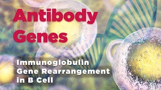 Antibody genes  Immunoglobulin Gene Rearrangement in B Cell [upl. by Herodias]