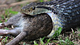 Impressionante cobra matou rato canguru em sua toca [upl. by Sadye]