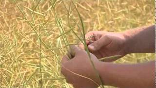 Swathing Canola [upl. by Baptiste]