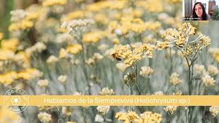 Hablamos de la Siempreviva Helichrysum italicum ssp italicum [upl. by Niatirb]