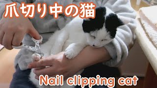 爪切り猫 Cat getting its nails clipped [upl. by Landan]