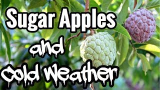 Sugar Apples and Cold Weather And Other Annonas [upl. by Rossner]