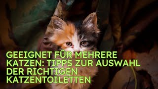 Geeignet für mehrere Katzen Tipps zur Auswahl der richtigen Katzentoiletten [upl. by Ecinaej578]