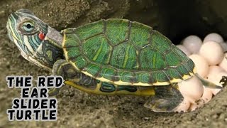 quotFrom A to Z RedEared Slider Turtle Care and Factsquot [upl. by Emylee]