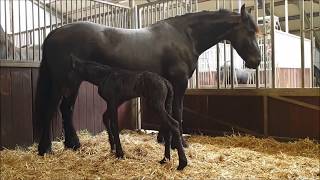 10 hours old Friesian horse filly Lieke learns to drink [upl. by Cirederf858]