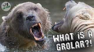 What’s A Grolar  Polar Bear Facts  Laf Pack [upl. by Nibbor]