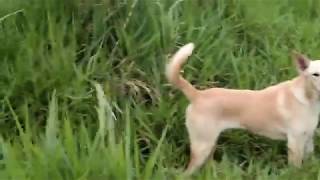 Anjing menggonggong barking dog [upl. by Muire]