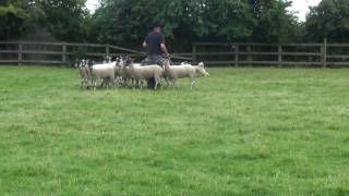 Pyrenean Sheepdog Remy discovers sheep [upl. by Llenoj]